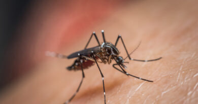 Enfermedades que transmiten los mosquitos