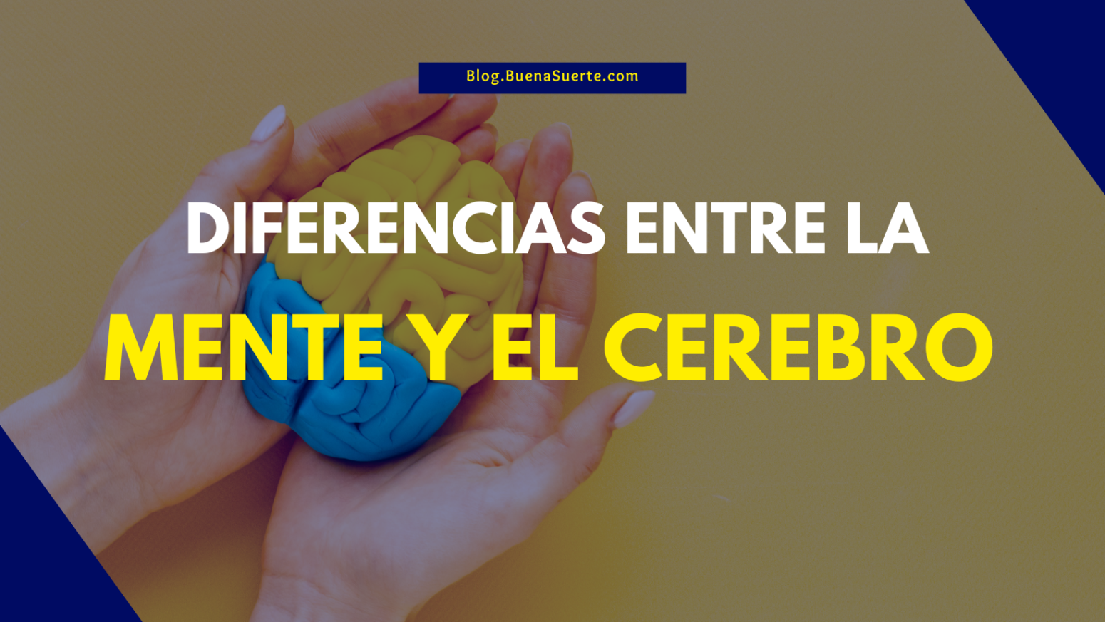 Diferencias entre la mente y el cerebro - Nuestro Blog