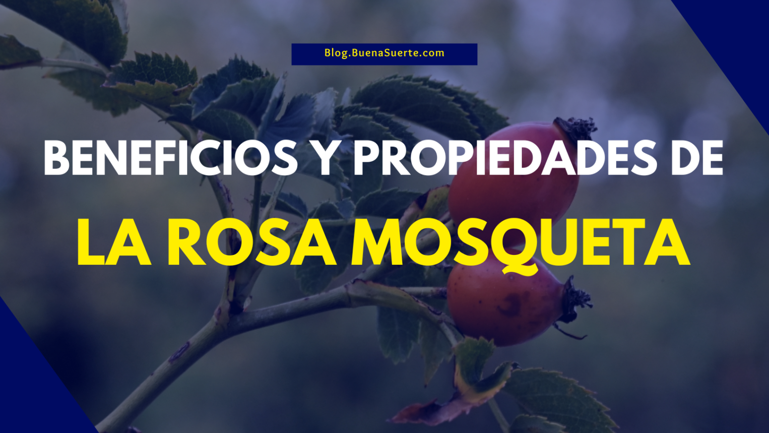 Beneficios Y Propiedades De La Rosa Mosqueta Nuestro Blog